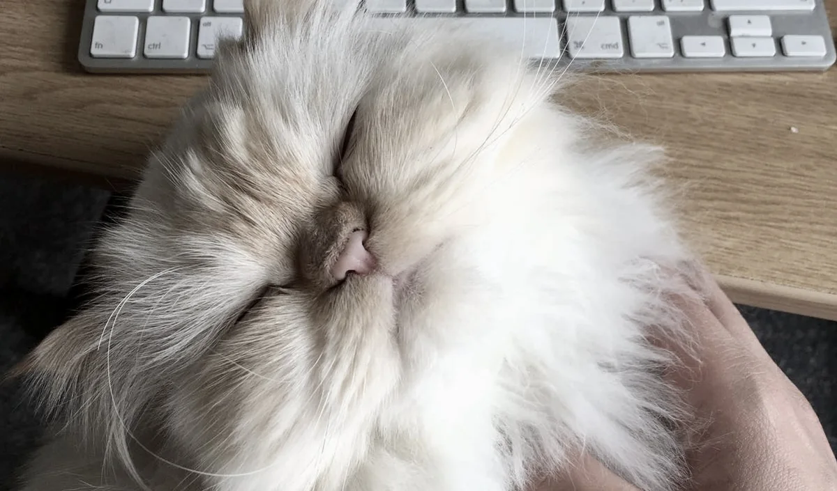Gizmo, a cream doll-faced Persian cat, dozing contentedly beside a keyboard